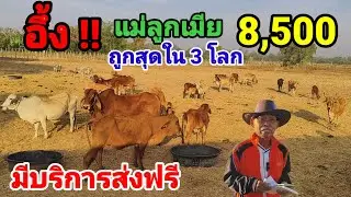 30 ม.ค.69 เอาใจคนทุนน้อย  เลี้ยงแบบนี้ไม่มีขาดทุน ลดกระหน่ำ 100 ตัว ส่งฟรีอีสาน