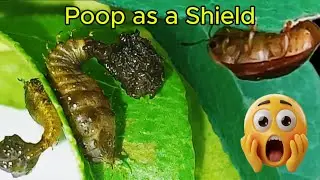Poop as a Shield: The Weird Survival Trick of an Insect 🐛