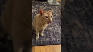 Ziggy is a cat
