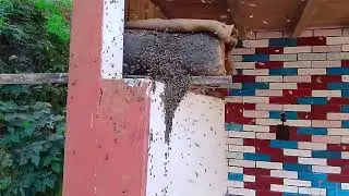 Bee Live Coming House,Dubble Quin Fight Hunney Eat People 