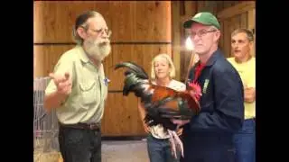 Breeding Chickens