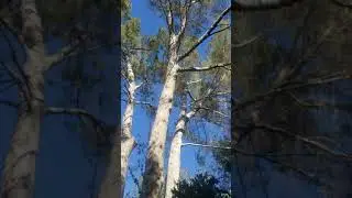 Tree Risk Assessment - Level I visual