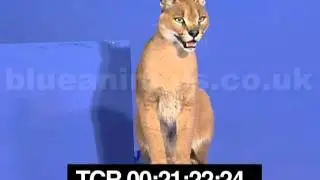 Larry the caracal looking for his friends