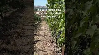 Cabernet Sauvignon, Paso Robles, California