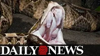 Illegal Pet Viper Bites Staten Island Man, Who Cuts Off It's Head