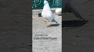 Sambhal Wala Kabootar !! #pigeonvideo #highflyingpigeons #youtubeshorts