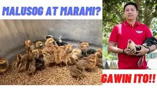 Breeding Tips: Paano Magparami Ng Malulusog Na Sisiw Sa Off-Season?