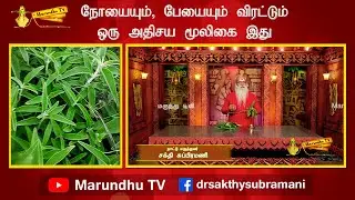 நோயையும், பேயையும் விரட்டும் ஒரு அதிசய மூலிகை இது !