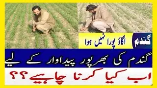 How to get an optimum plant population Wheat after less germinated wheat|@CropReformer