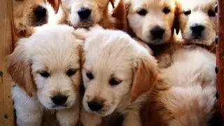 Golden Retriever Puppies growing  weeks 1-12