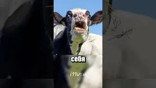 Британский Акоровпокалипсис 🐮