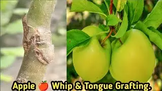 Apple 🍎🌱 Tree Grafting | Whip & Tongue Method for Strong Growth.