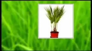Cotton Palm (Washingtonia Robusta) 1 Metre Tall in a 17cm Pot
