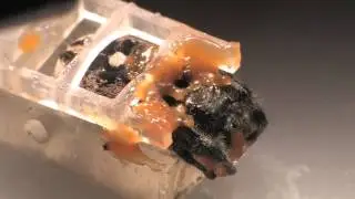 Eight-Eyed Horror: Peering Into Jumping Spiders' Explosive Brains