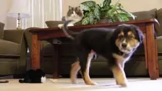 Dramatic Puppy Play Time!
