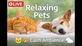 🐾 LIVE Pets Live Stream | Cute Animal Moments