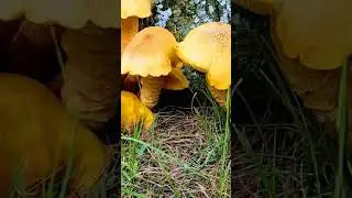 They were growing next to the old oak tree. #nature #fungus #mushroom #wildlife