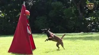 SECURITY K9 PANAM&Aacute;