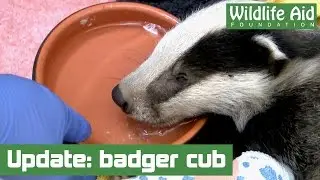 Update on the very ill badger cub