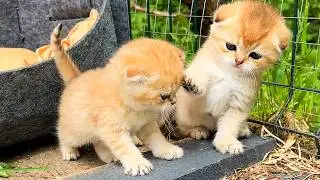 Малыши котята не хотят сидеть без мамы в домике.