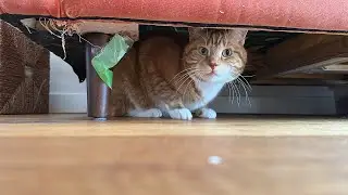 Cat Pretzel's Football field. Under couch defense.