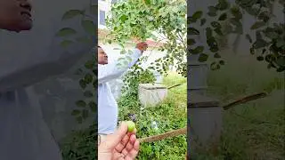 bhaiyya n mujhy beri torker diya ☺️⁉️ #villagelife #shortsfeed #short #brother #viralshorts #ytshort