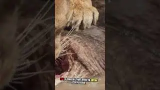 The Silent Roar The Heartbreaking Decline of Lion Populations