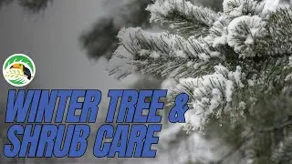 Winter Tree & Shrub Care | Deep Root Fertilization for Cold Weather Prep