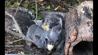 Squirrels at Olive Elementary (Episode 7, 3-5): Creating Curiosity: Out the Front Door.