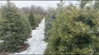 Cut your own Christmas  magic🌲 Always remember tradition that never get old🎄