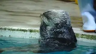 鳥羽水族館 ラッコ キラちゃんのご飯はどっちかなゲーム！「近い方から行くよね｡あっ！」