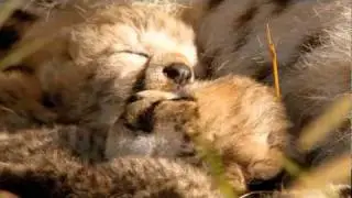 African Cats Movie Trailer