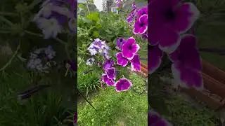 Gardening - (Flowers) Petunias & Verbena 2025 #flowers #flower #garden #gardening #plants #nature