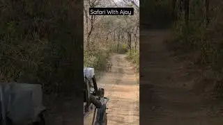 Tigress in Sariska.  #video #sariska #tiger #shortvideos #animals #bigcat #junglesafari #tigress