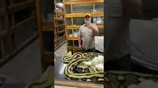 Giant Python Bit Me in the Face 😳 full video on my channel 😬