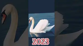 2023 Swan V's 5000 BCE #swan #viral #youtubeshorts #foryou #trending @extinctanimals288