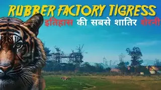 एक शातिर बाघिन जो Rubber Factory में रहती थी | Rubber Factory Tigress #uttarpradesh #tiger