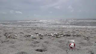 Dead fish washing ashore in Naples