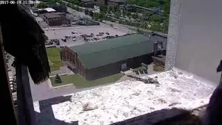 First Fledge (watch closly flyes over green roof)