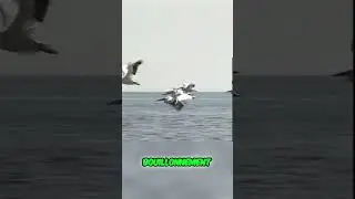 😇🐦 La Paradis des Piafs #oiseaux #short #animaux