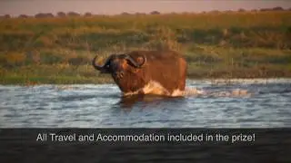 Win a buffalo hunt!    