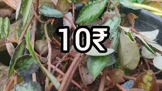 വില കുറഞ്ഞ ചെടികൾ 10 രൂപ മുതൽ