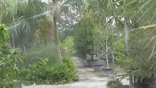 South Florida farmers work to protect crops as record-cold temperatures move in