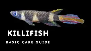 ALL ABOUT KILLIFISH | KILLIFISH CARE GUIDE | A-Z GUIDE