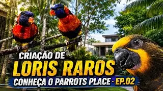 A Incrível Criação dos LORIS Raros no Parrots Place