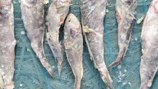 Dry Fish Through Winter Bag Net Fishery