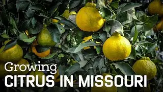 Growing Citrus in Missouri?