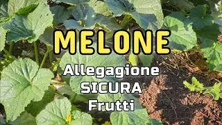Coltivazione Melone | Come avere una buona Allegagione delle Fioriture e un Ottima Fruttificazione