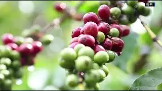 IBM announces blockchain-based app to trace coffee