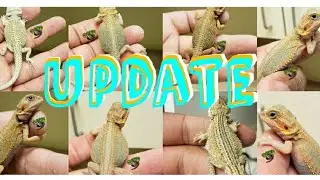 Getting weight, length and gender on all Avialable baby Bearded Dragons.
